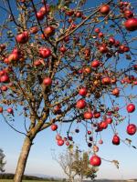 Les pommes rouges rouges