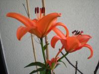 Lys de Chine