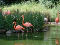 Flamant saumon....