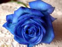 Rose bleue