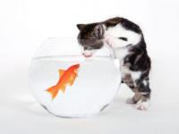 Une petite faim !