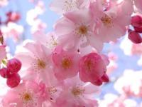 Flor de almendro