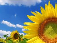 Girasoles 2