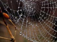 Dentelle naturelle