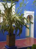 Majorelle