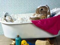 Lapin savoneux