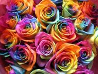 Rosa arco iris 6