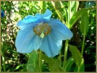 Pavot bleu