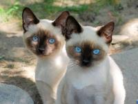 Les chatons jumeaux