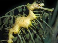 Hippocampe feuille