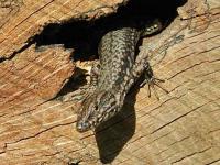 Lézard des murailles