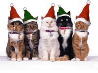 Christmas cats