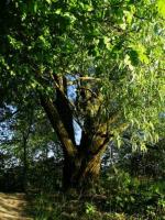 Le vieux saule