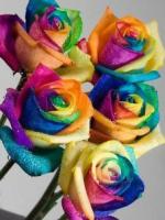 Rosa arco iris 1