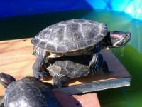 Mes 3 tortues