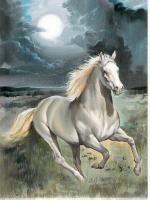 Galop sous la lune