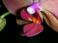 Orchidée ou petite fée ?
