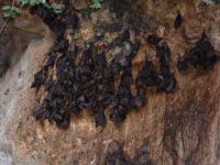 Bali : Chauve-souris