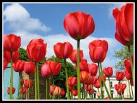 Tulipanes rojos