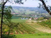 Lot et Garonne : pruniers