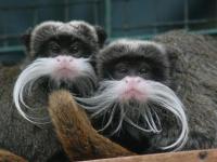 Quelle belle moustache