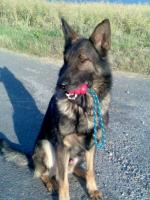 Berger allemand2