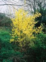 Premier arbuste du printemps