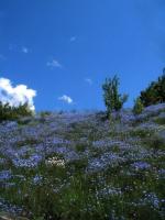 Savoie : fleurs bleues