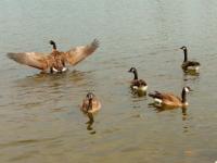 Outardes 2008