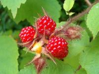 Framboise1