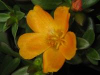 Fleur orange
