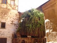 Buisson ardent mont sinaï