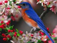 Oiseau tout beau