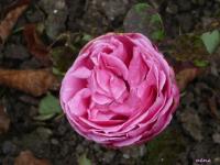 Rose Auguste Renoir