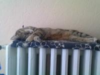 Bohème la chatte sur radiateur