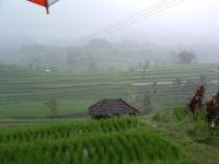 Rizières en étages