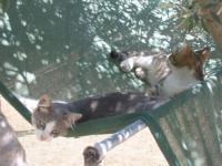 Chats grecs