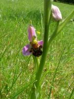 Ophrys abeille
