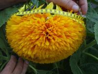 Double tournesol