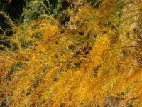 Aspergeraie en automne