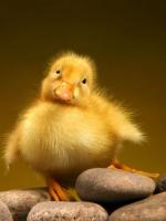 Le poussin jaune