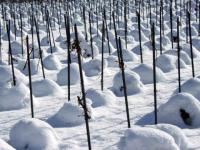 Vigne en hiver