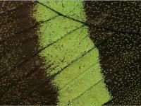Détail aile de papillon