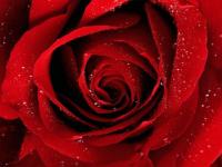 Rose rouge