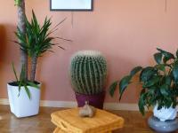 Mon jardin intérieur