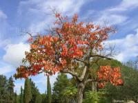 Arbol