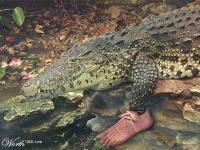 Croco