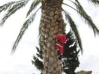 Grimper de palmier