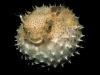 Poisson-globe