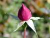 Bouton de rose